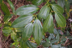 Cinnamomum yabunikkei