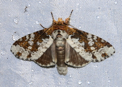 Disphragis tharis