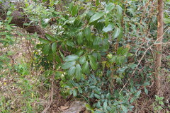 Cinnamomum yabunikkei