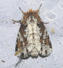 Disphragis tharis