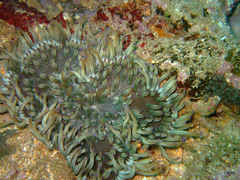 Heteractis aurora
