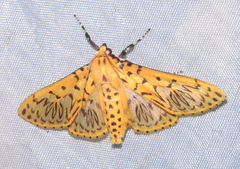Polygrammodes runicalis