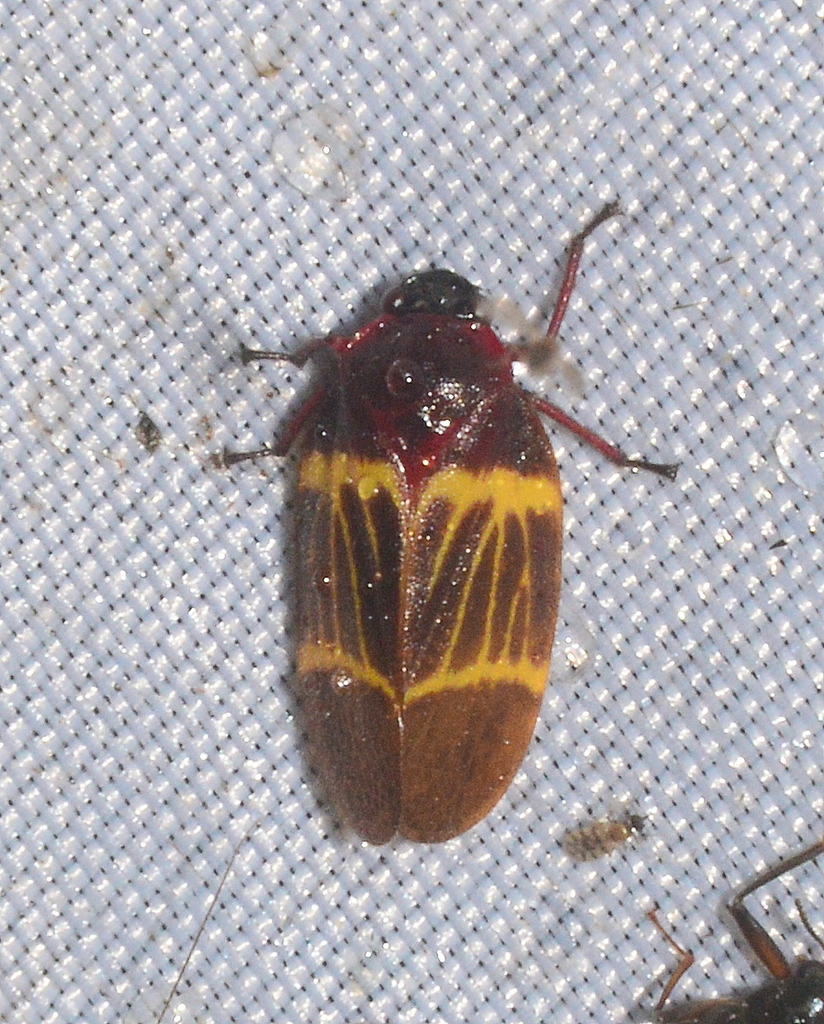 Sphenorhina clarivenosa