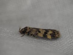 Oecophorinae