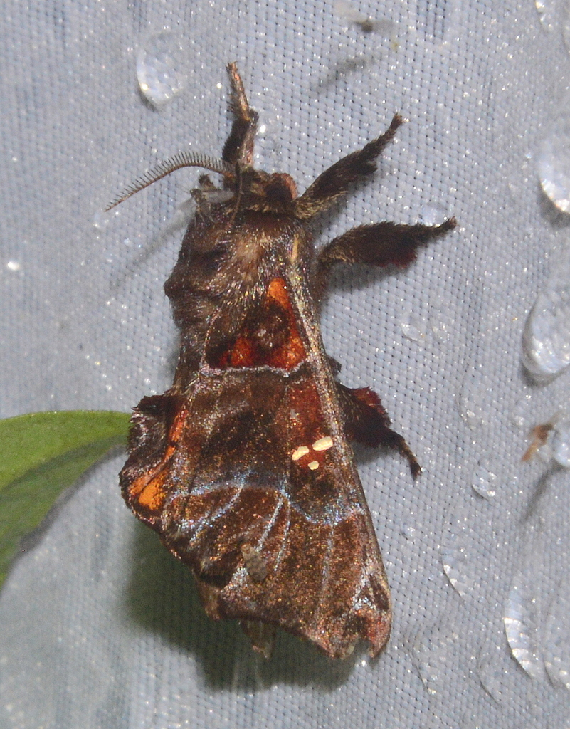 Thyrioclostera