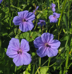 Erodium gruinum