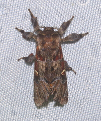 Thyrioclostera trespuntada