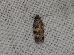 Oecophorinae