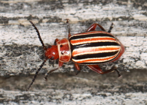 Disonycha caroliniana photo 2