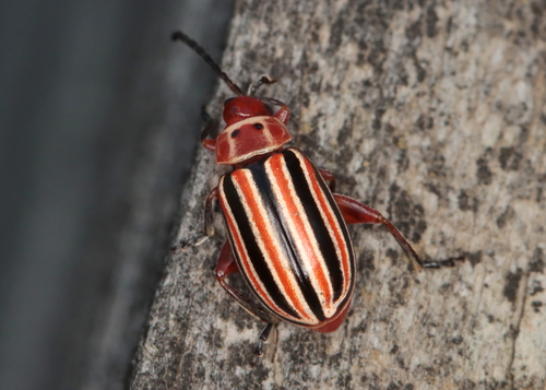 Disonycha caroliniana photo 3