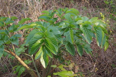 Angelica japonica