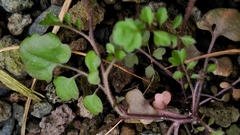 Cardamine occulta