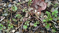 Cardamine occulta