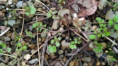 Cardamine occulta