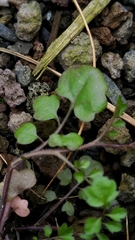 Cardamine occulta