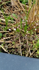 Cardamine occulta