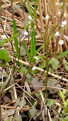 Cardamine occulta