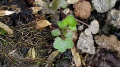 Cardamine occulta