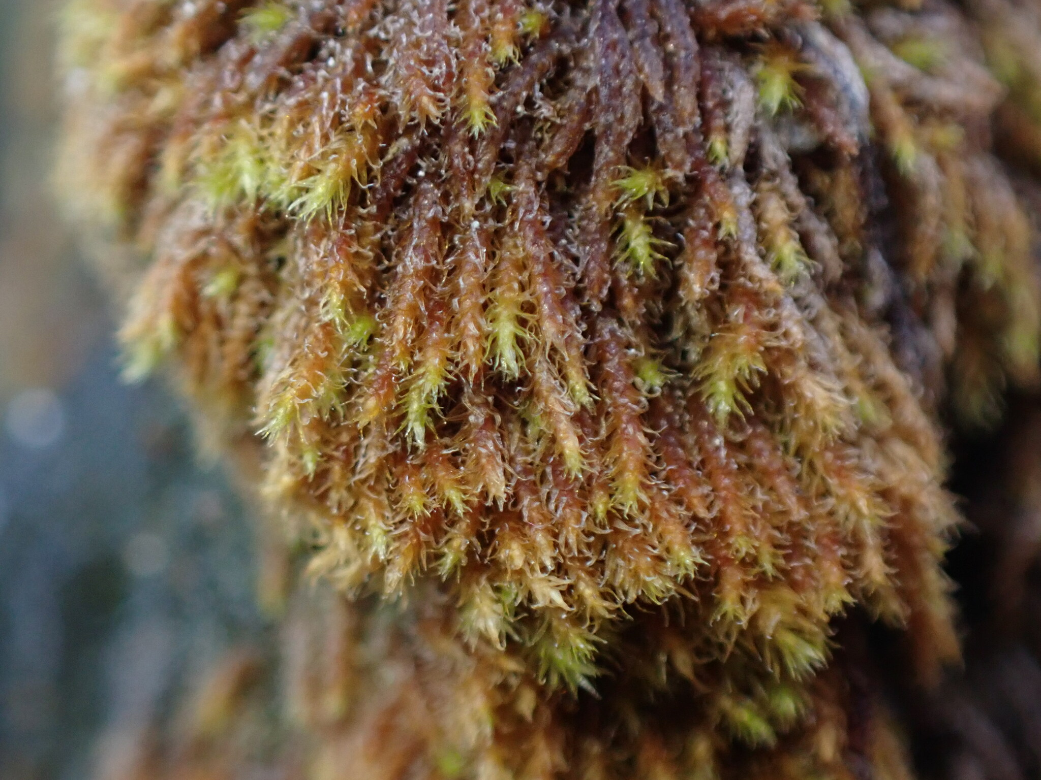Iwatsukiella leucotricha
