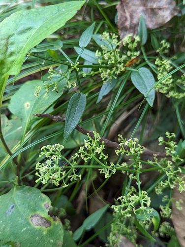 Rubia cordifolia iNat (1)