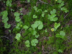 Ranunculus lapponicus