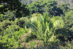 Attalea