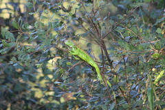Iguana iguana