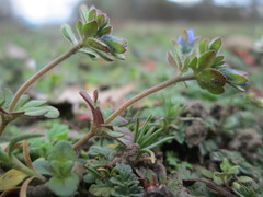 Veronica triphyllos