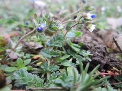 Veronica triphyllos