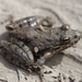 Blanchard's Cricket Frog - Photo (c) Andy Kraemer, some rights reserved (CC BY-NC)