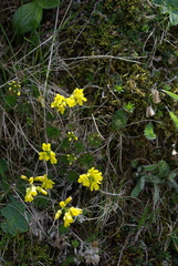 Draba aizoides