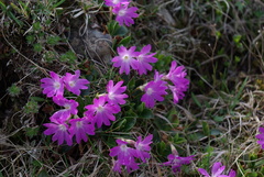 Primula clusiana