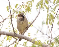 Passer domesticus