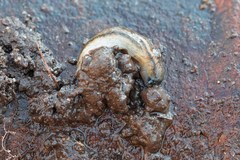 Arion fasciatus