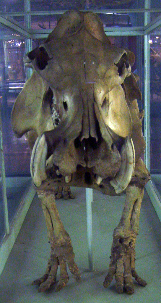 Malagasy Hippo