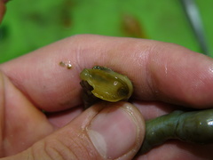 Bonellia viridis