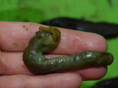 Bonellia viridis