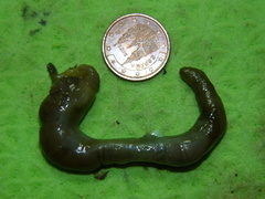 Bonellia viridis