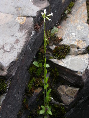Arabis pycnocarpa
