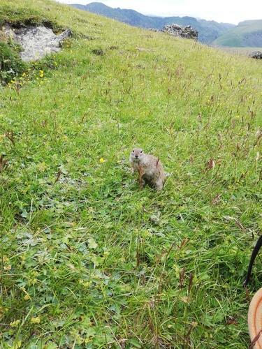 Caucasian Mountain Ground Squirrel