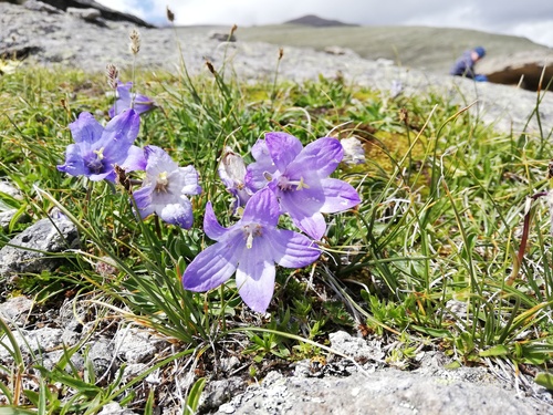 Campanula tridentata