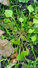 Claytonia perfoliata