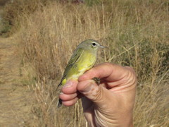 Leiothlypis celata orestera