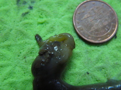 Bonellia viridis