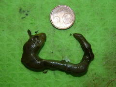 Bonellia viridis