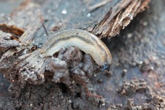 Arion fasciatus