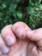 Amblyomma cajennense