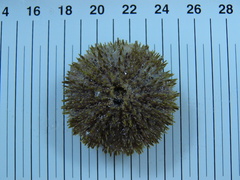 Strongylocentrotus
