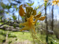 Rhododendron austrinum
