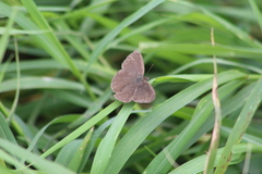 Cissia